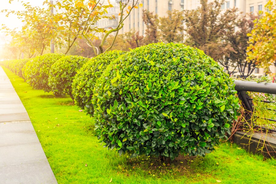 Best Shrubs and Trees for Nashville Landscapes