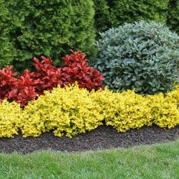 Best Shrubs and Trees for Nashville Landscapes