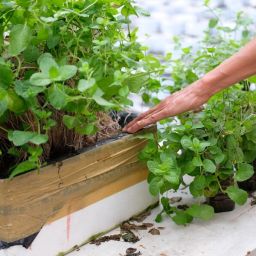 How to Create a Vegetable Garden in Nashville