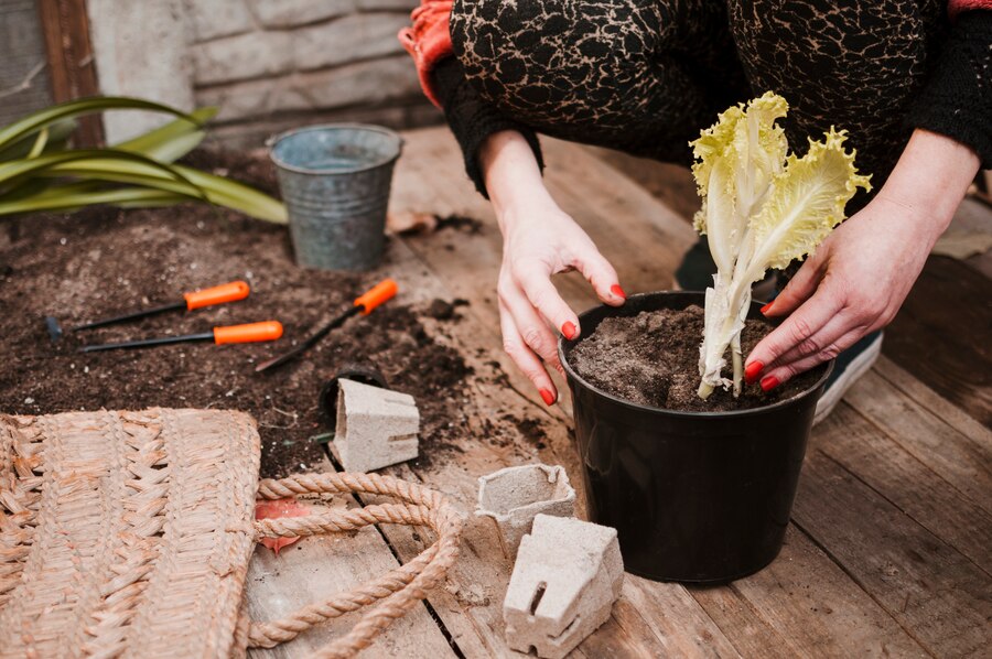 How to Create a Vegetable Garden in Nashville