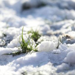 How to Prepare Your Nashville Lawn for Winter