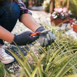 Best Landscaping Services for Nashville Homeowners