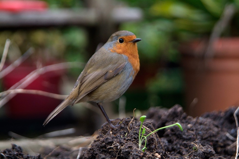 How to Create a Bird-Friendly Yard in Nashville