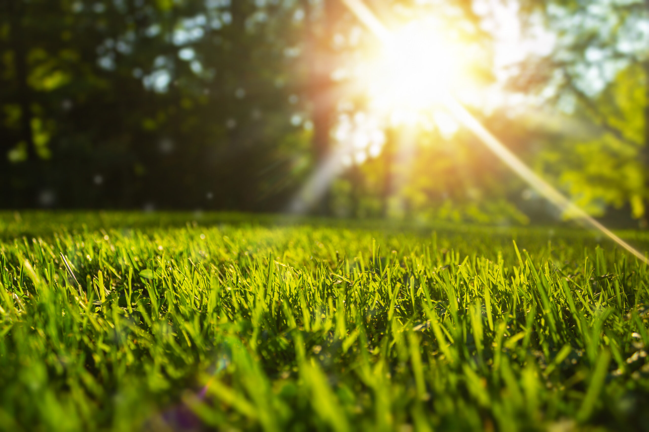 Expert Tips for Nashville Lawn Disease Prevention