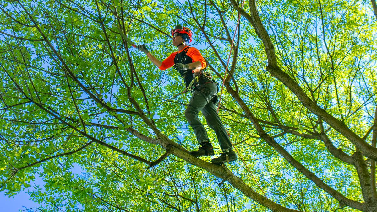 Expert Tree Trimming Services in Nashville