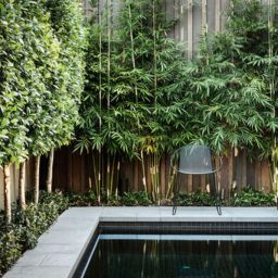 The Best Nashville Landscaping Plants for Privacy