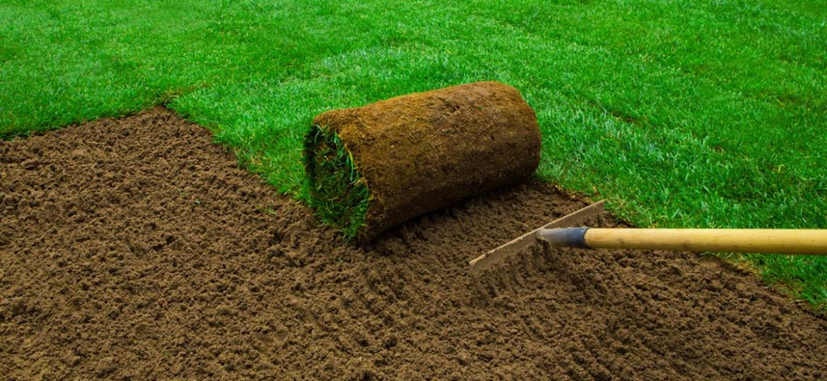 How to Choose the Best Sod for Your Nashville Lawn