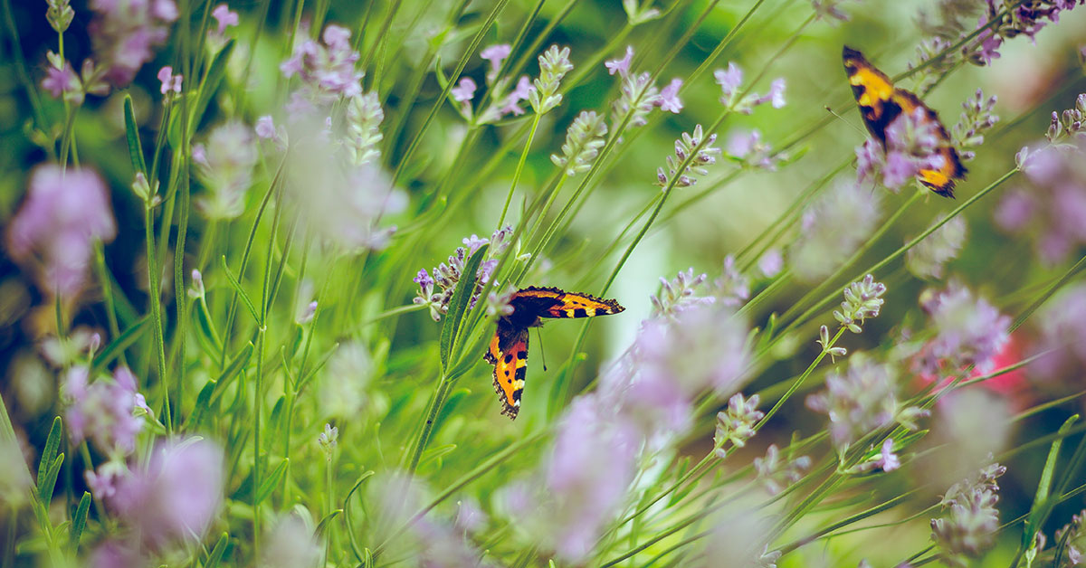 How to Attract Wildlife to Your Nashville Garden