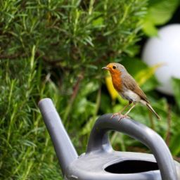 How to Create a Bird-Friendly Yard in Nashville