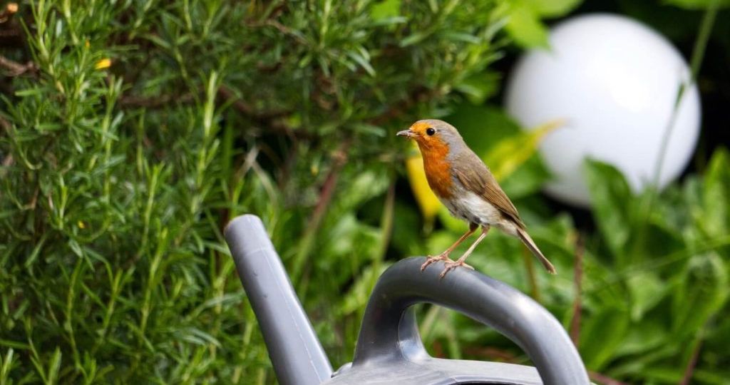 How to Create a Bird-Friendly Yard in Nashville