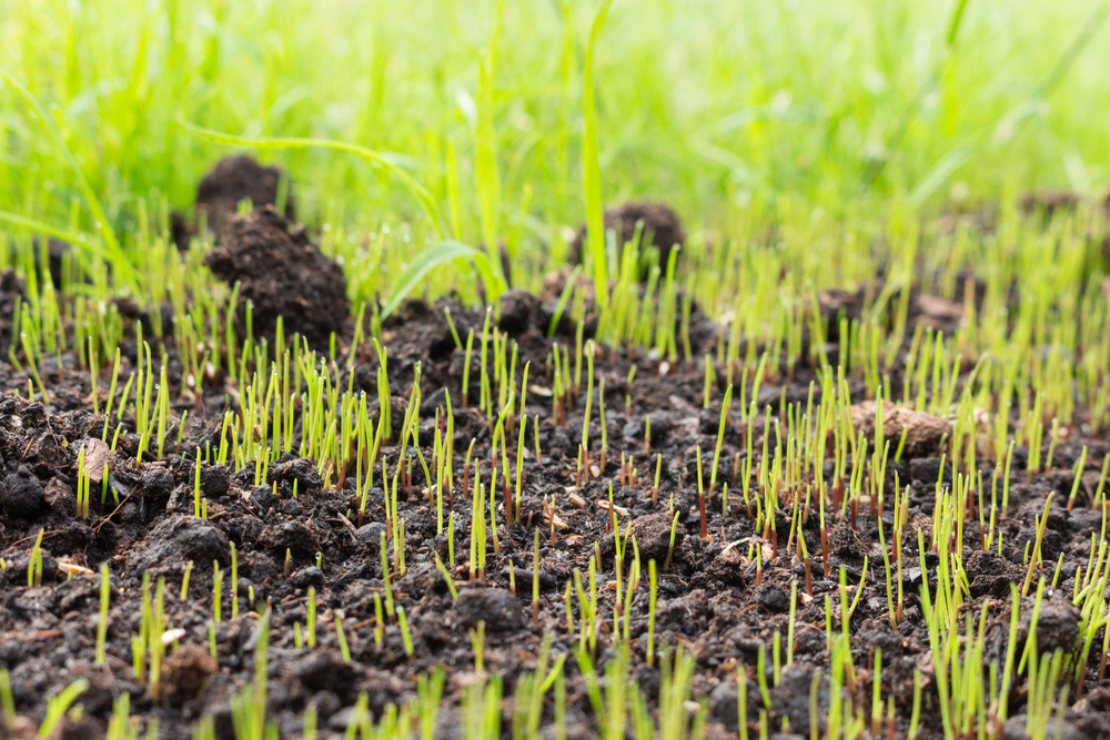 Best Practices for Nashville Lawn Seeding