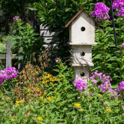 How to Design a Nashville Garden for Pollinators