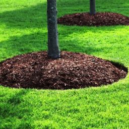 Benefits of Mulching for Nashville Gardens