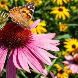 How to Attract Wildlife to Your Nashville Garden