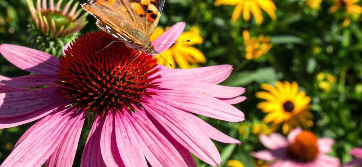 How to Attract Wildlife to Your Nashville Garden