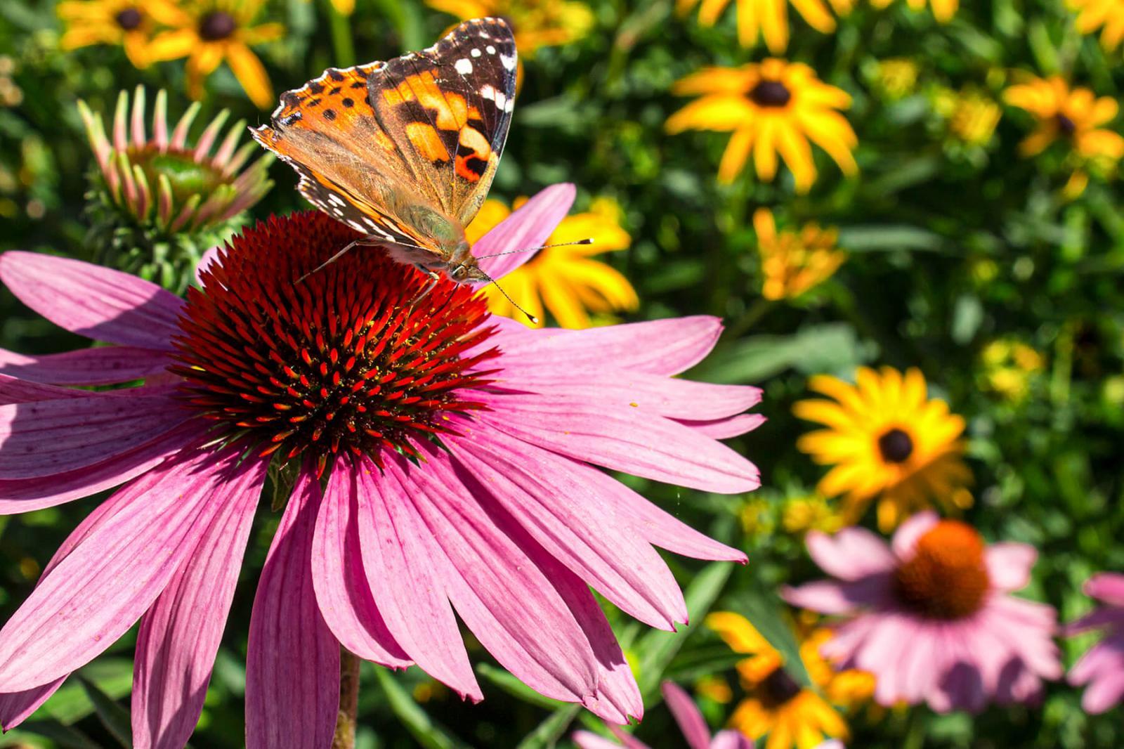 How to Attract Wildlife to Your Nashville Garden