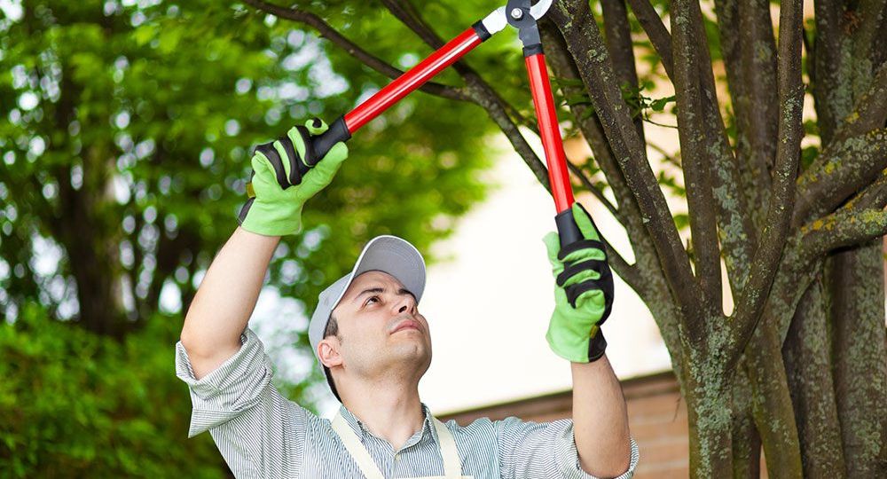 Expert Tree Trimming Services in Nashville