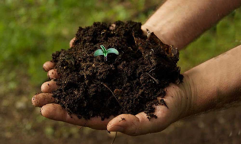 Tips for Maintaining Healthy Soil in Nashville Gardens