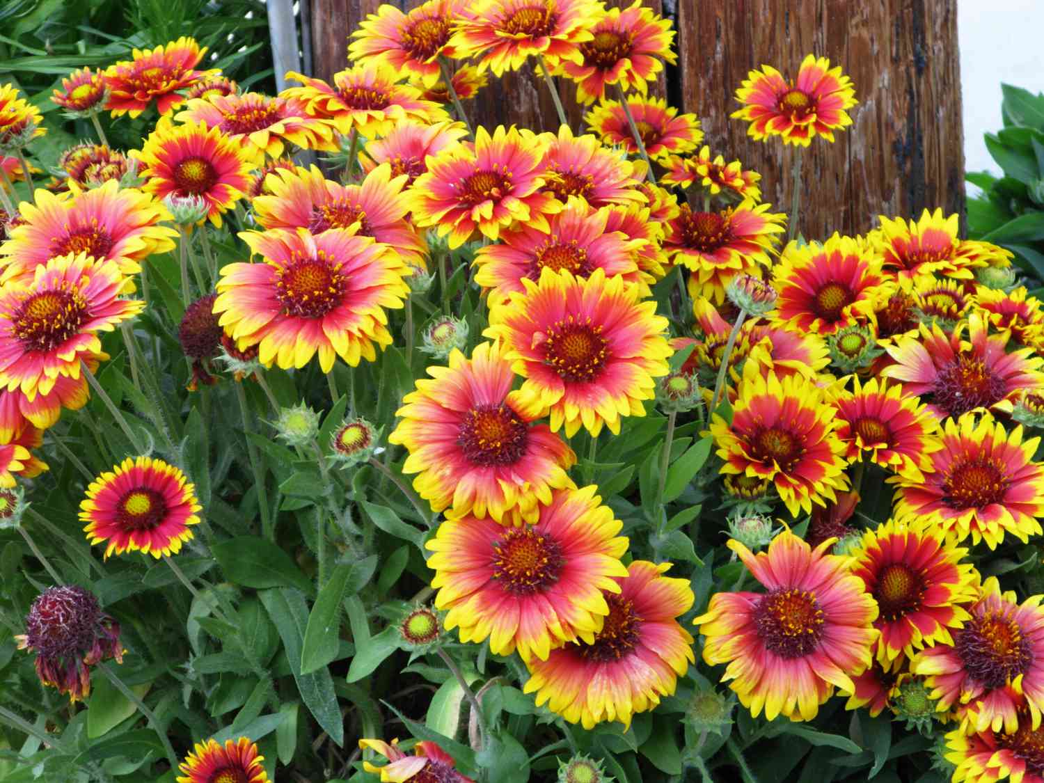 Best Perennial Flowers for Nashville Gardens