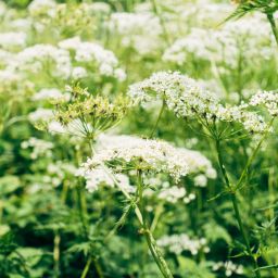 How to Use Native Plants in Your Nashville Landscape