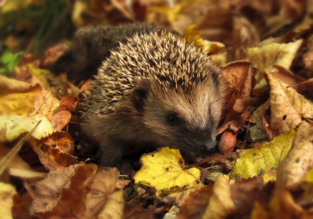 How to Attract Wildlife to Your Nashville Garden