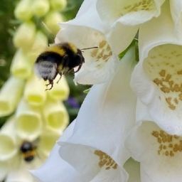 How to Attract Wildlife to Your Nashville Garden