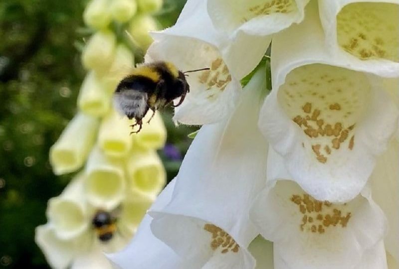 How to Attract Wildlife to Your Nashville Garden