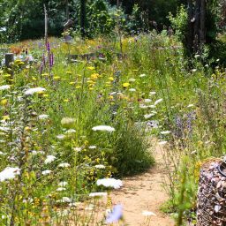 Sustainable and Wildlife-Friendly Landscaping in Nashville