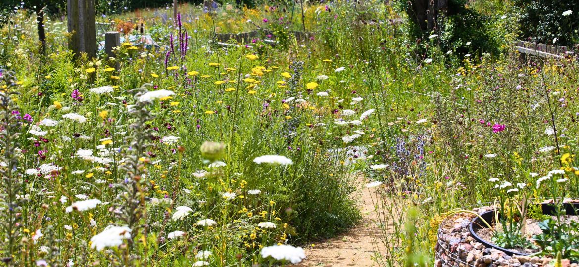 Sustainable and Wildlife-Friendly Landscaping in Nashville