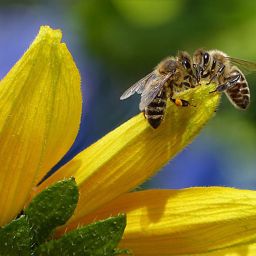 How to Make Your Nashville Garden a Pollinator’s Paradise