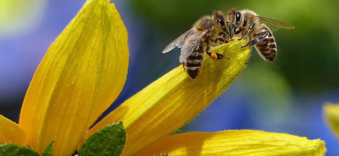 How to Make Your Nashville Garden a Pollinator’s Paradise