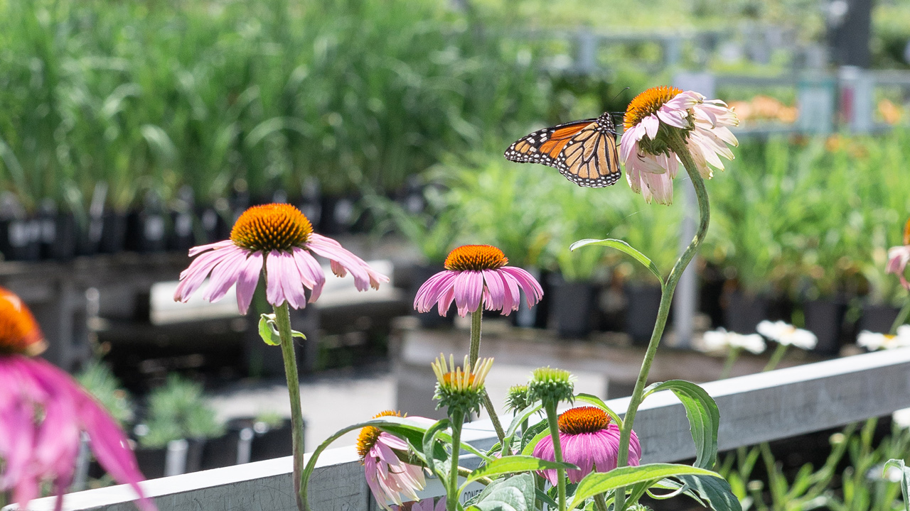 How to Make Your Nashville Garden a Pollinator’s Paradise